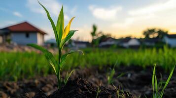 young corn plant growing in fertile soil at sunset photo