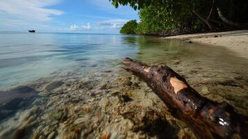 tranquil beach scene with clear water and driftwood photo