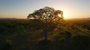 majestic tree stands alone at sunset, surrounded by nature beauty photo