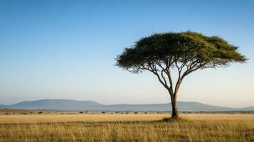 solitary acacia tree in vast savanna landscape photo