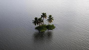 small island with palm trees surrounded by water photo