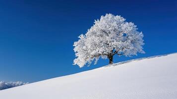 A lone tree stands on a snowy hill photo