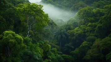 Lush green tropical forest during rainstorm with mist photo
