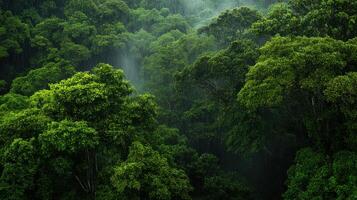 A forest with trees and waterfalls photo