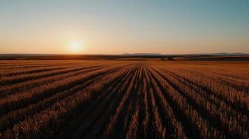 vast farm field with golden crops under sunset sky photo