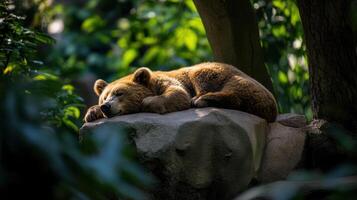 Sleeping bear resting on rock in lush green environment photo