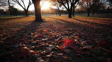 Autumn park with scattered leaves in shades of red and orange photo