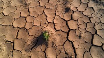 Dry cracked earth with single green plant growing photo
