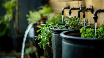 Water saving tools with plants in black containers photo