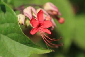 A red flower with a green stem photo