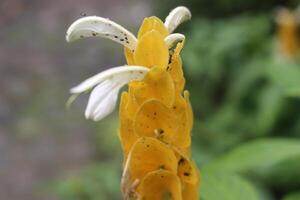 A yellow flower with white flowers on it photo