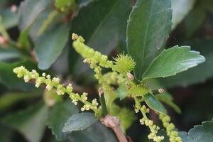 A plant with small green leaves and flowers photo