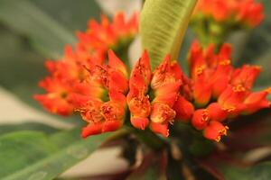 A close up of a flower with orange flowers photo