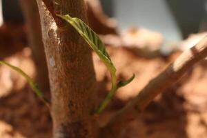 A small plant growing on a tree photo
