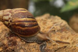 A snail is crawling on a piece of wood photo