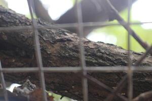 A bird sitting on a tree branch photo