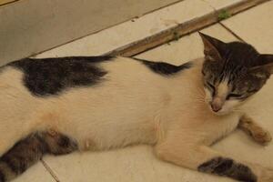 A cat laying on a tile floor photo