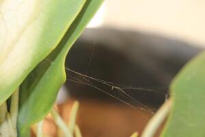 A spider web on a plant photo