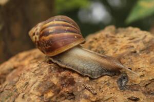 A snail crawling on a rock in the forest photo