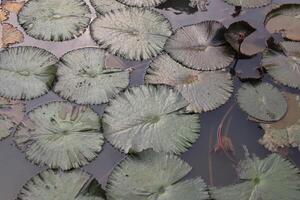 A large group of water lillies floating in a pond photo