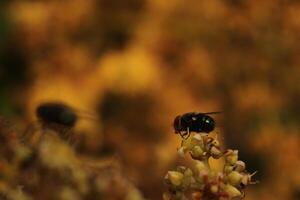 A fly is sitting on a flower photo