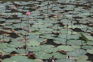 Lotus flowers in the water photo