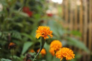 Orange flowers in the garden photo