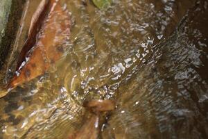 A brown leaf floating in a stream of water photo