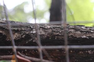 A tree branch with a bird sitting on it photo