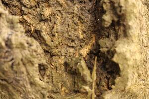 A close up of a tree trunk with a hole in it photo