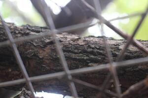A bird sitting on a tree branch photo