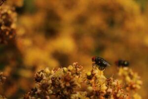 A fly is sitting on a plant with yellow flowers photo