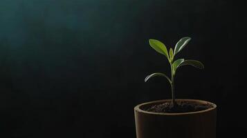 A small green plant sprouting from a pot, illuminated by soft light, symbolizing growth, nature, sustainability, and new beginnings. photo