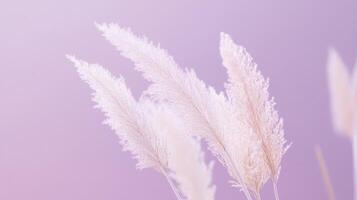Pampas grass sways gently in soft light against a pastel purple background, creating a serene and tranquil atmosphere perfect for relaxation photo