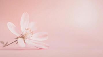 Delicate pink flower on a soft pastel background showcasing a serene and calm atmosphere perfect for relaxation photo