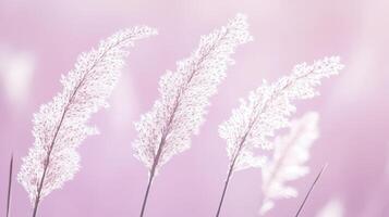 A tranquil meadow features grass tinted in soft shades of pink, swaying gently in the soothing breeze as the sun sets beautifully on the horizon photo