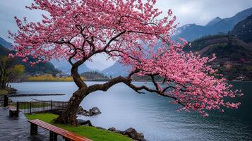 Serene Lakeside View with Blooming Pink Cherry Blossom Tree and Wooden Benches photo