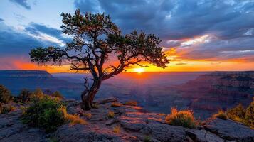 Majestic Sunset over Grand Canyon with Lone Tree Silhouette at Scenic Vista Point photo