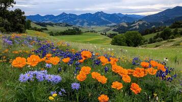 Vibrant Wildflowers Blooming in a Lush Green Meadow with Majestic Mountain Views A Stunning Spring or Summer Landscape photo