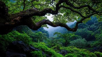 Lush Green Forest Landscape with Overhanging Tree Branch Scenic View of Nature s Beauty photo