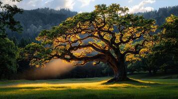 Majestic Oak Tree in Golden Sunlight Meadow Landscape Serene Nature Scene photo