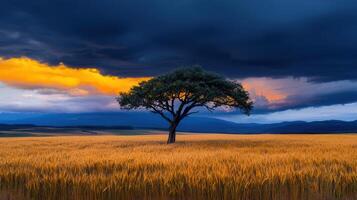 Majestic Tree Stands Alone in Golden Wheat Field under Dramatic Sunset Sky photo