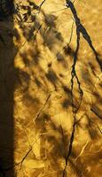 Gold Surface with Branch Shadow and Crack Pattern photo