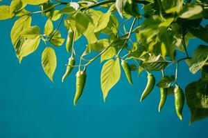 Green Chili Peppers on Branch with Leaves Against Teal Background photo