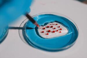 A person holding a small petri dish with red dots photo