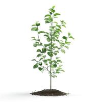 A young green sapling stands tall on a mound of soil, symbolizing growth and renewal. photo
