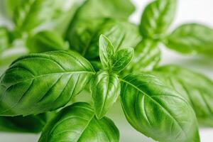Vibrant green basil leaves with glossy texture, perfect for culinary use. photo