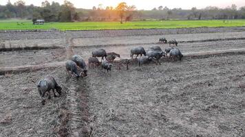 buffalo grazing peacefully in a lush, green field. portrays the essence of simplicity and the harmonious connection between nature and agriculture, animals in agriculture video