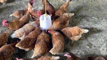 A group of brown hens gathered around a plastic water feeder inside a traditional chicken coop, chickens are pecking and drinking water on a dirt floor with scattered straw, natural farm atmosphere video
