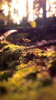 Close up view of mushrooms growing in nature with sunlight in the background video